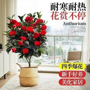 山茶花树苗庭院大型耐冬香妃茶花四季常青耐寒花卉植物庭院风景树