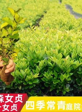 金森女贞树苗金叶女贞小苗绿篱绿化庭院小区苗木四季常青绿化色块