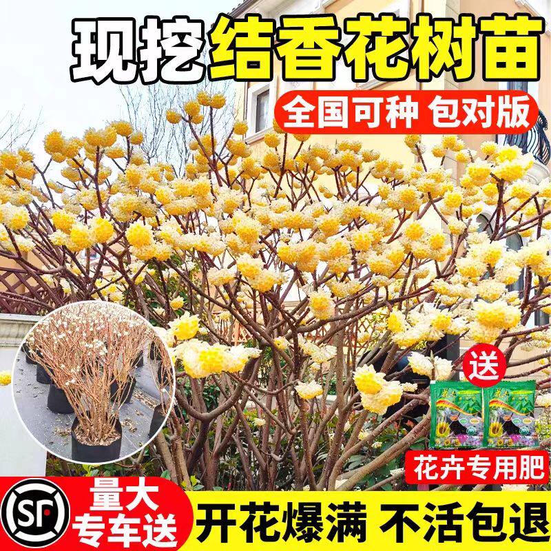 四季结香花树苗耐寒浓香庭院绿化
