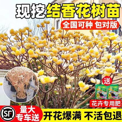 结香花苗丛生结香大苗耐寒浓香花卉植物庭院绿化喜花打结花梦冬花