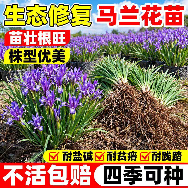 四季马兰花苗耐寒耐旱易种绿化
