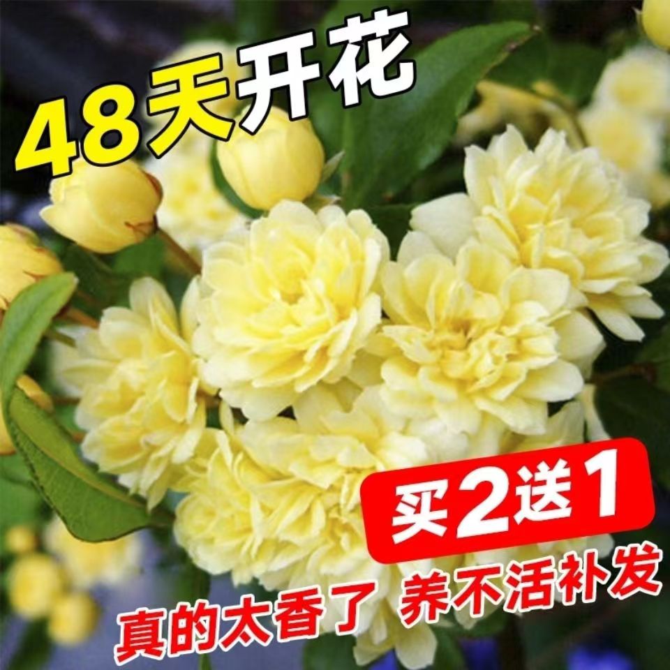 黄木香花爬藤四季开花甜蜜红木香花大苗盆栽树苗室内浓香庭院花卉