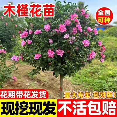 木槿花盆栽重瓣木槿棒棒糖花苗庭院绿化地栽风景树可食用木槿树苗