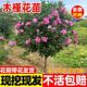木槿花盆栽重瓣木槿棒棒糖花苗庭院绿化地栽风景树可食用木槿树苗