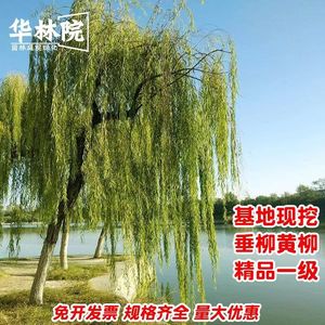 黄金柳树苗 金丝垂柳 直生小柳树枝条垂杨柳树苗旱柳树南北方种植