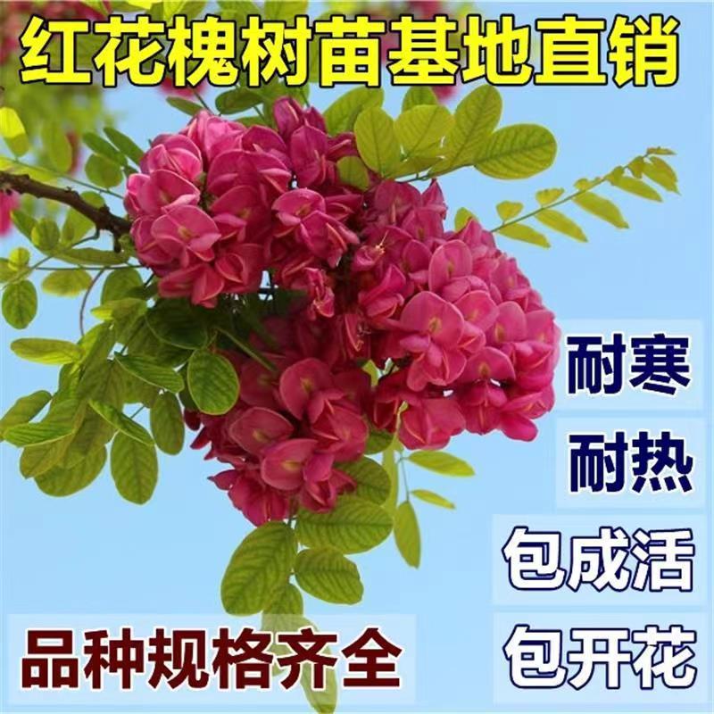 香花槐树苗富贵树槐花苗红花槐树苗庭院绿化花卉花园植物洋槐树苗