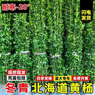 北海道黄杨围墙树苗大叶直立冬青