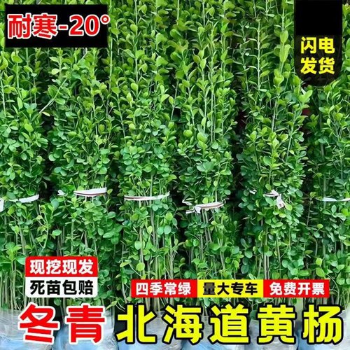 北海道黄杨围墙树苗大叶直立冬青