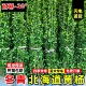 北海道黄杨围墙树苗大叶直立冬青庭院高档篱笆苗围墙耐寒四季 常青