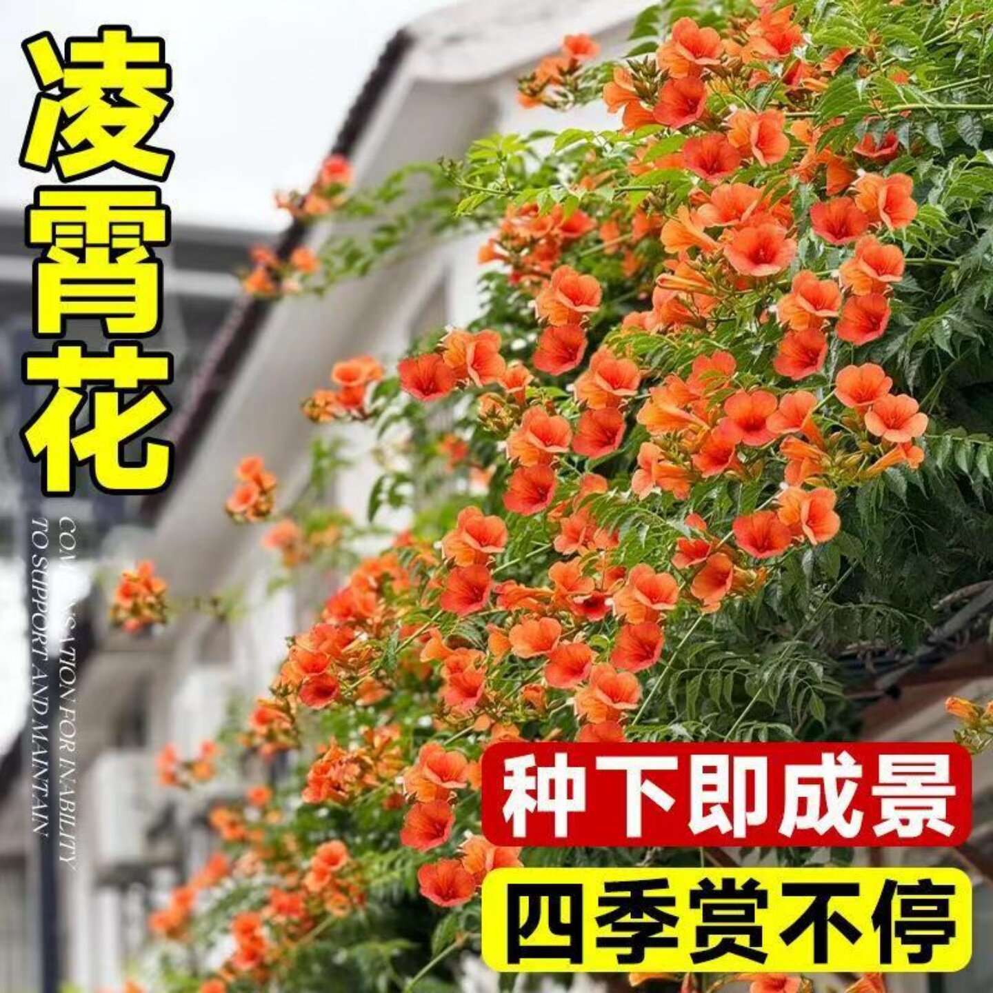 凌霄花苗大花爬藤植物俄罗斯美国凌霄树苗阳台庭院别墅绿化花树苗