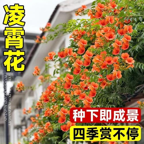 凌霄花苗大花爬藤植物俄罗斯美国凌霄树苗阳台庭院别墅绿化花树苗