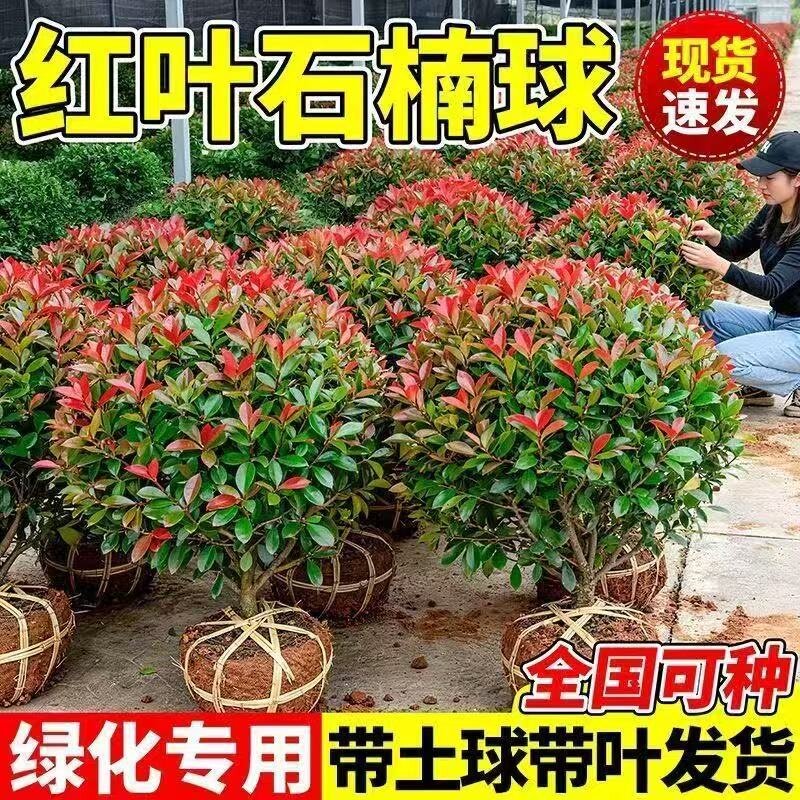 红叶石楠球树苗庭院绿化耐寒好养