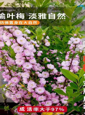 榆叶梅树苗梅花苗嫁接榆叶梅耐寒园林绿化苗木庭院观花植物风景树
