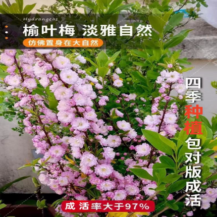 榆叶梅树苗梅花苗嫁接榆叶梅耐寒园林绿化苗木庭院观花植物风景树