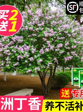 丁香花树苗盆栽阳台庭院浓香风景