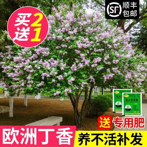 丁香花树苗盆栽阳台庭院浓香风景