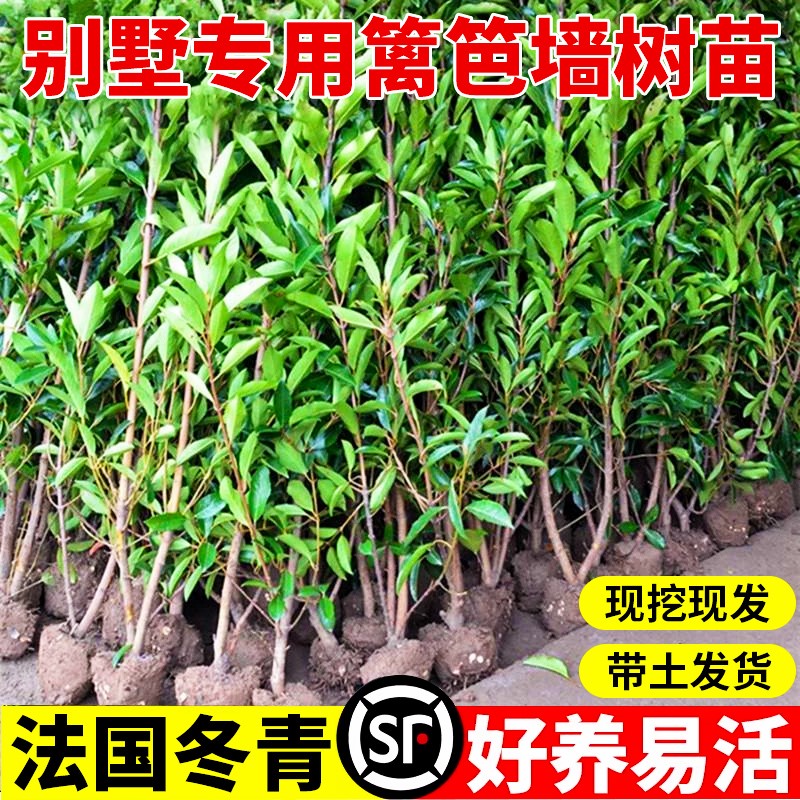 法国冬青树苗四季常青庭院绿化大