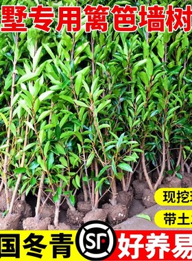 法国冬青树苗四季常青庭院绿化大叶冬青篱笆墙树苗珊瑚树围墙绿篱