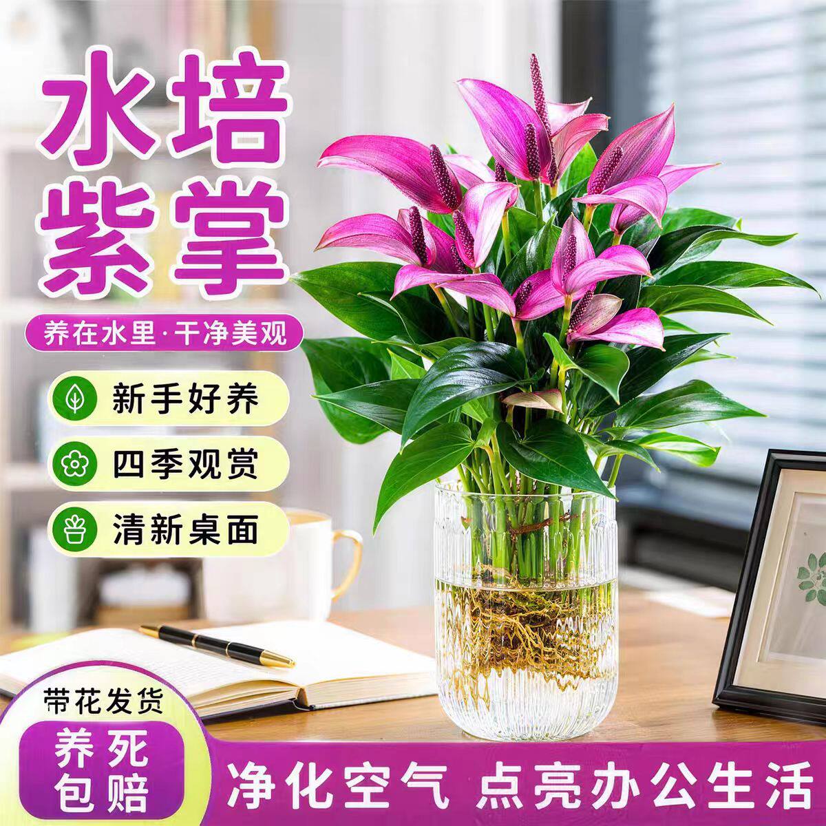 红掌盆栽带花粉掌紫掌水培鸿运当头绿植好养易活耐阴室内桌面植物