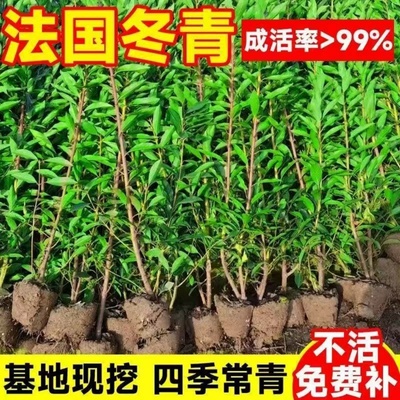 法国冬青树苗篱笆苗四季常青庭院