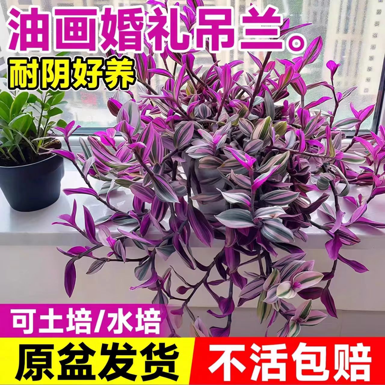 油画婚礼吊兰水培室内净化客气