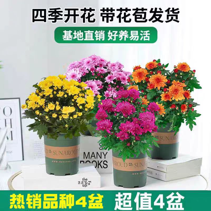 四季荷兰菊进口苗耐寒易活盆栽