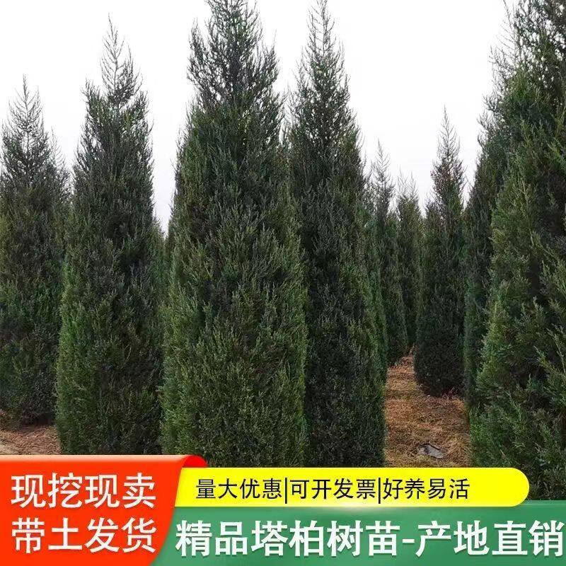 龙柏树苗龙柏树大树苗松柏叶四季常青公墓道路园林绿化易活墓地松