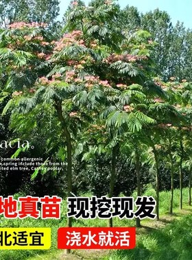 合欢树苗合欢苗绒花树苗芙蓉花树苗庭院花卉盆栽当年开花合欢苗