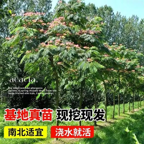 合欢树苗合欢苗绒花树苗芙蓉花树苗庭院花卉盆栽当年开花合欢苗