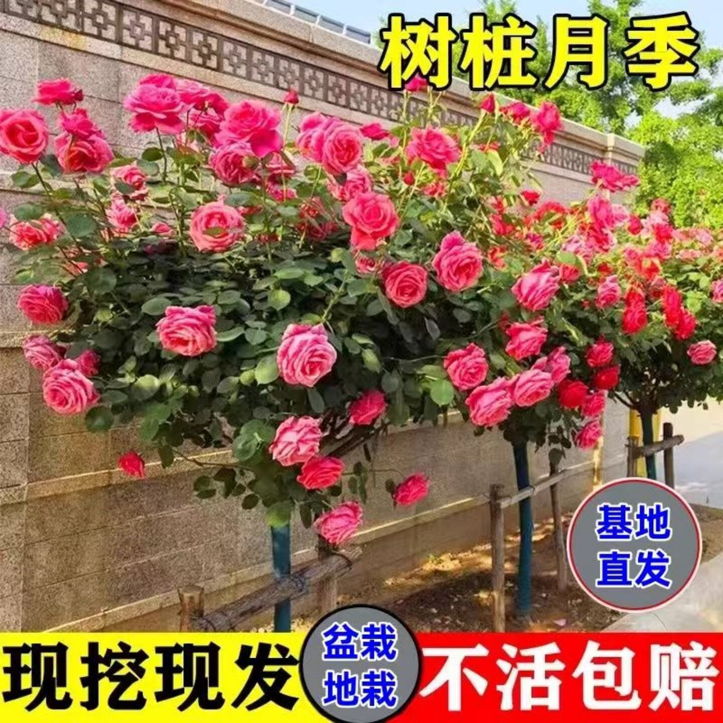树状月季树四季大花浓香老桩盆栽月季树桩棒棒糖苗特大花月季花苗