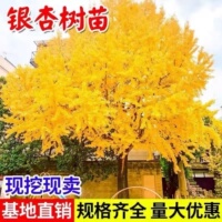 金叶银杏树苗白果活苗庭院别墅绿化苗木行道树银杏大树南北方种植