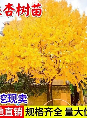 金叶银杏树苗白果活苗庭院别墅绿化苗木行道树银杏大树南北方种植