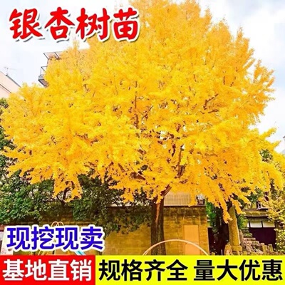 金叶银杏树苗白果活苗庭院别墅绿化苗木行道树银杏大树南北方种植