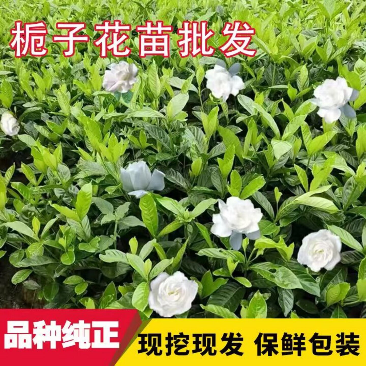 栀子花树苗大叶重瓣阳台盆栽浓香型室外庭院绿篱四季常青绿化苗木