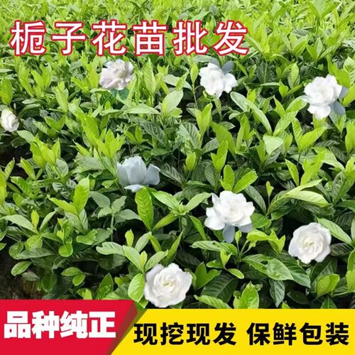 栀子花树苗大叶重瓣阳台盆栽浓香