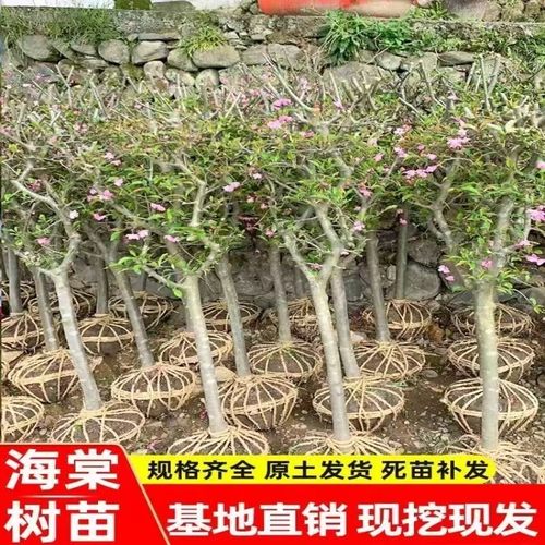 西府海棠花树苗地栽垂丝海棠北美海棠大苗海棠苗木本观花花卉植物