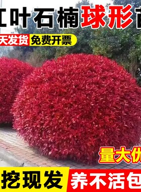 红叶石楠球树苗室外庭院别墅地栽小苗篱笆墙绿化苗四季耐寒好养活