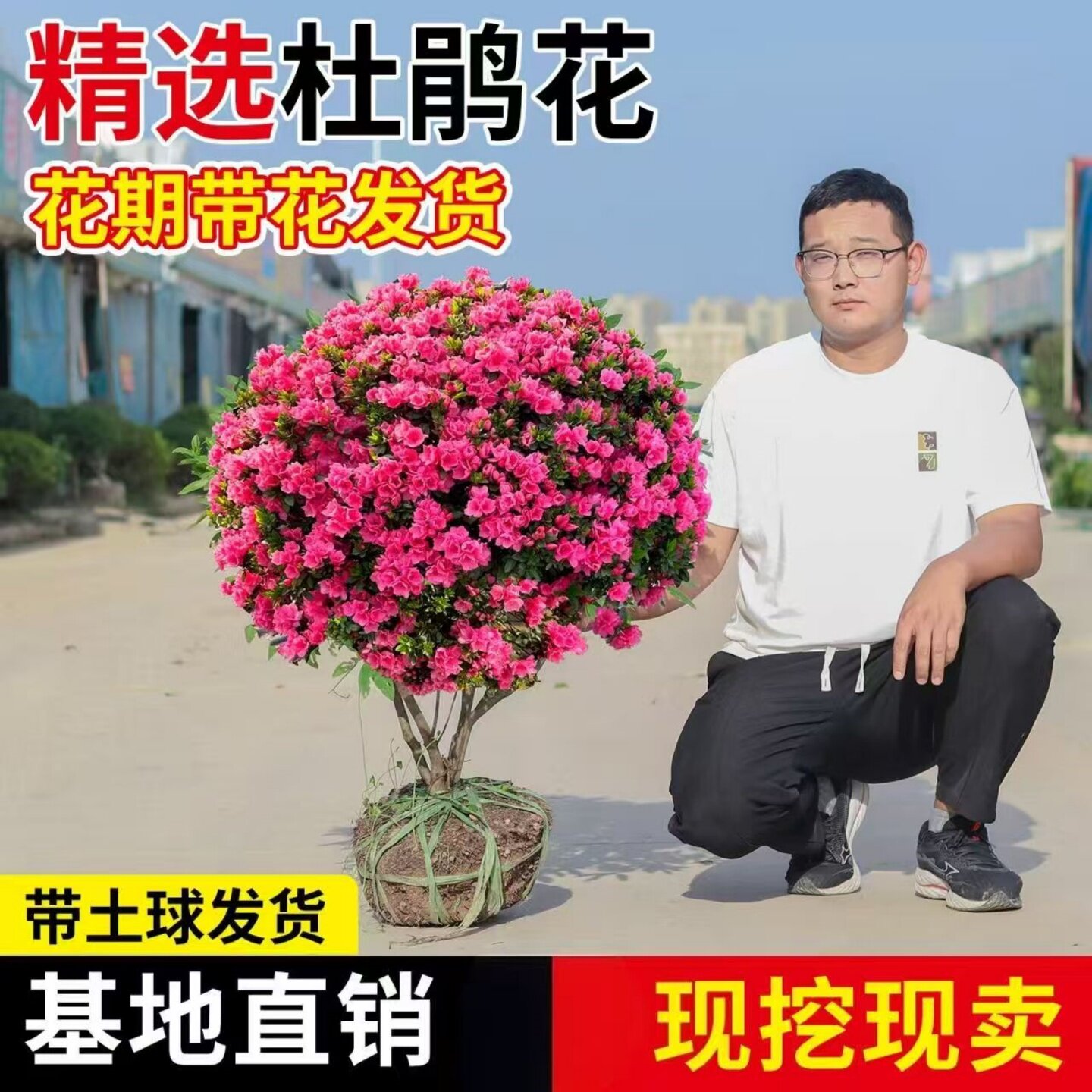 毛杜鹃球树苗紫鹃花小苗别墅庭院盆栽四季常青绿化风景植物毛鹃苗
