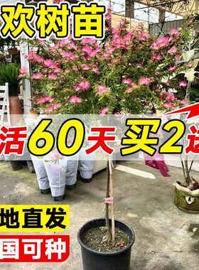 合欢花树苗绒花树庭院多季开花绿