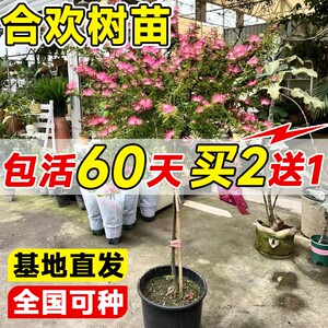 合欢花树苗绒花树庭院多季开花绿
