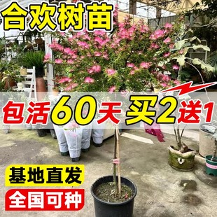 合欢花树苗绒花树庭院多季开花绿化苗室外风景树工程地栽大树乔木