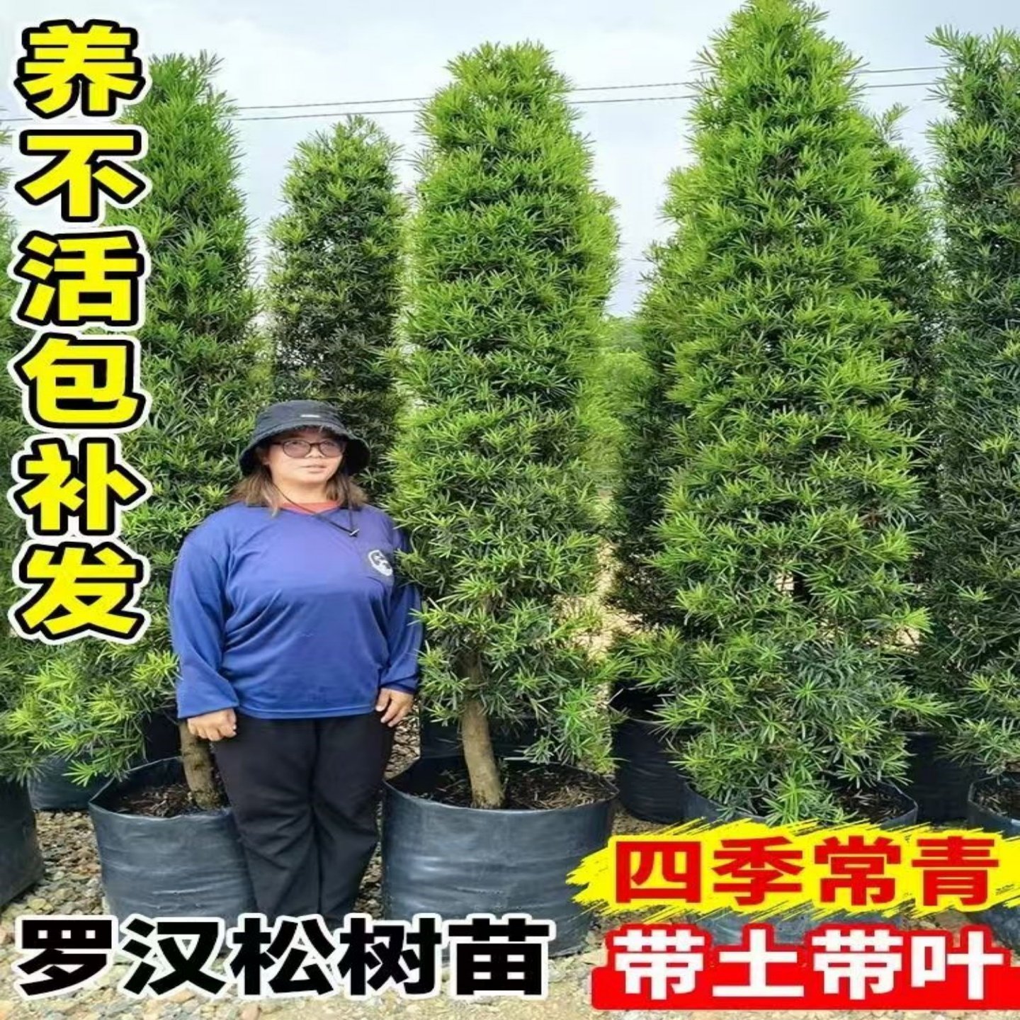 罗汉松树苗珍珠米叶中叶雀舌小苗绿植盆栽净化空气盆景苗包邮直销