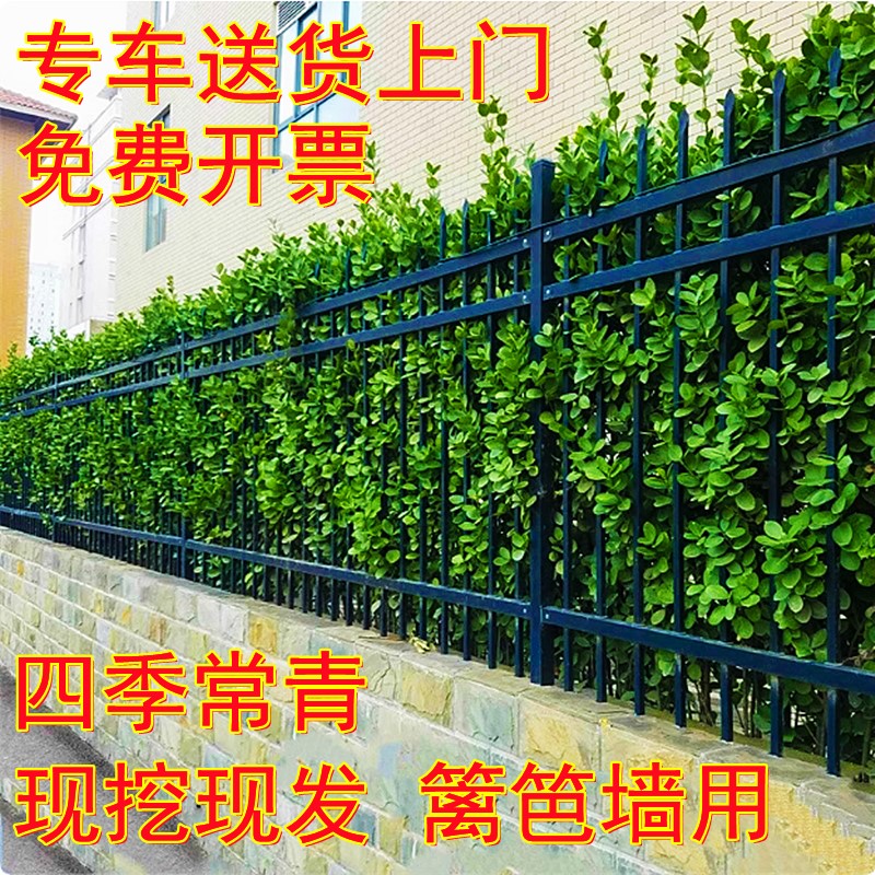 北海道黄杨围墙树苗大叶直立冬青庭院高档篱笆苗围墙耐寒四季常青