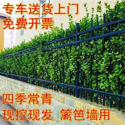 北海道黄杨围墙树苗大叶直立冬青