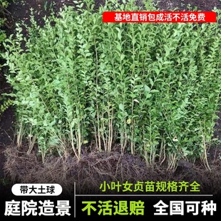 金叶女贞小叶女贞树苗篱笆四季常青不落叶包成活庭院植物绿化苗木