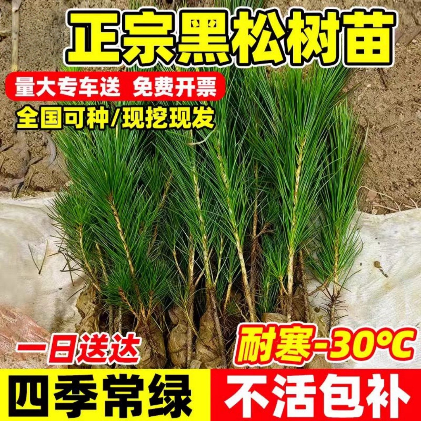 优质黑松苗黑松树苗庭院道路园林盆栽松树苗小苗绿化树苗四季常青