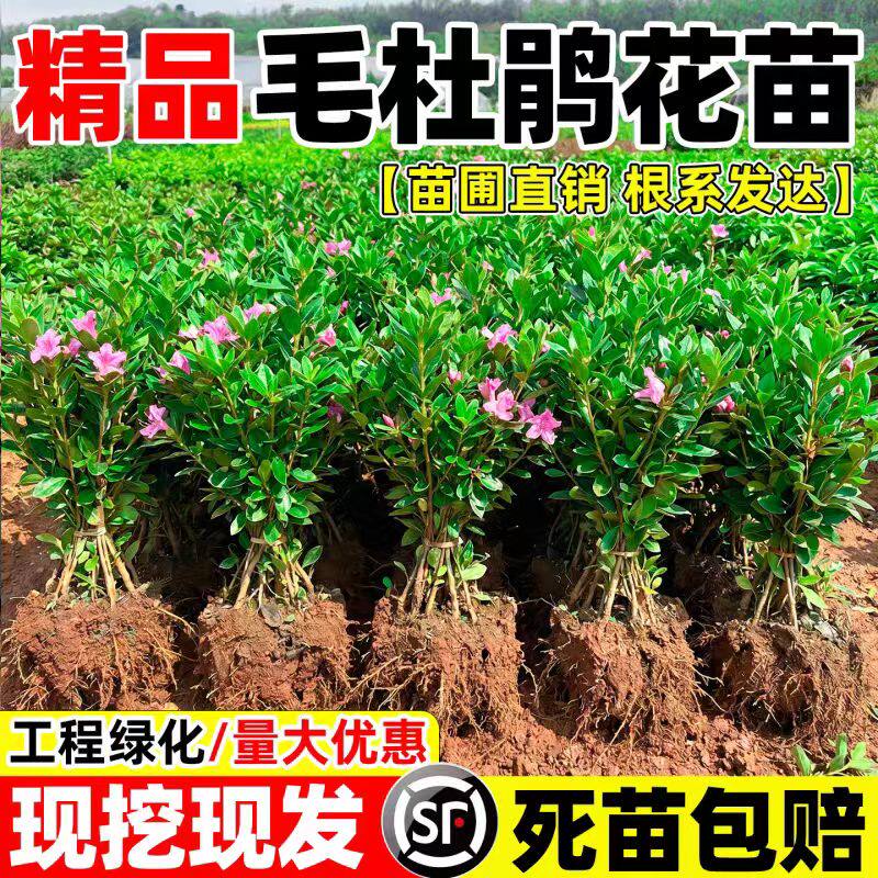 毛杜鹃夏娟毛鹃花苗庭院精品映山