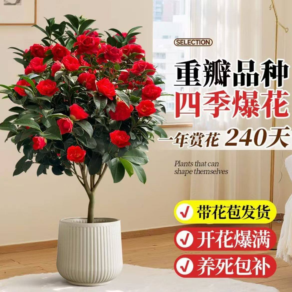 四季香妃山茶花树苗盆栽浓香型带花苞客厅室内花五色赤丹花卉植物