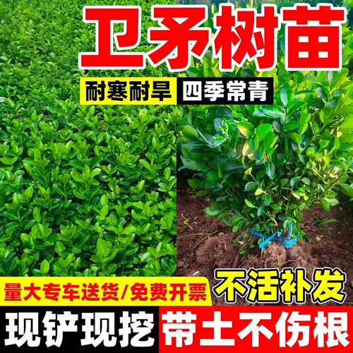 卫矛球树苗卫矛苗庭院别墅四季常青耐寒绿化苗卫矛冬青篱笆墙植物