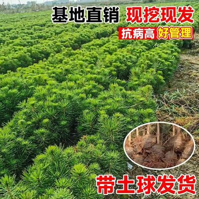 黑松苗黑松树苗庭院杯苗盆栽松树